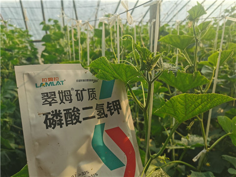 水溶肥，拉姆拉，翠姆